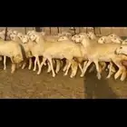 رخال حريات صنف
