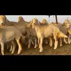 رخال حريات صنف الصنف عددها 92
