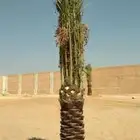 يوجد لدينا نخيل مثمر جميع الانواع وجميع المقسات