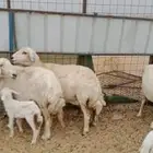غنم حريات خلفات
