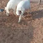 خرفان حريات مغلقات شحم صنف وجبر ستة أشهر وفوق