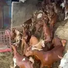 العدد 90 والمدفوع عليهم من 900.