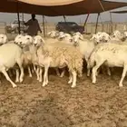 غنم حريات جنب دفيع ومفاصيل عددها 94