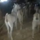 العدد 30 والمدفوع 550 والحد فيها من 600 جمله