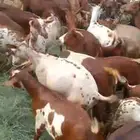 العدد 80 والمدفوعين من 800 زود 1000