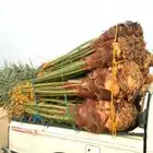 يوجد لدينا جميع انواع انخيل
