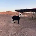 البيع طلي نجد ذبيحه