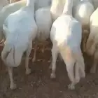 ضان للبيع العداد 80 مولدات 15حتها 15وا 65دفيع قرايب