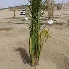 نخل للبيع