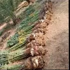 يوجد لدينا جميع أنواع النخيل المثمر والزينه ا