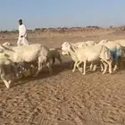 حريات خلفات طيبه
