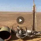 للبيع واز طيب وبطونه نزله الموقع ابو عجرم انسبه عل المشتري ا