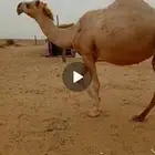 لقحه بثنوها