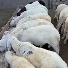 طليان سواكن وحري