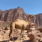 جمل للبيع طيب سايق