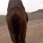 ناقه مجهم حايل حول لها 4 سنوات