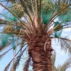 نخل اخلاص30 حبه للبيع طول مترين ونص نخل طيب ومثمر