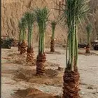 نخل البيع الدوادمي عرجاء البجاديه عفيف