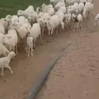 قرايب وملدا مولدات فرح واحد العدد مفتوح