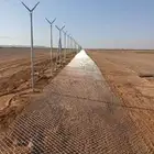 زراعه نخيل