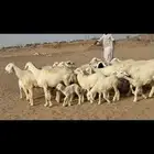 ما شاء الله وتبارك الله أعرض لكم غنم حريات خلفات