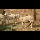 غنم حريات خالفات مراح طيبه عددها 10بالفحل