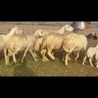 خلفات حريات