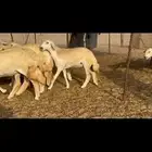 رخال جدعات طيبه