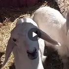 طليان العمر شهرين الموقع الاكحل