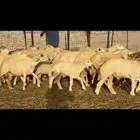 غنم خلفات حريات طيبه بهما ذبائح عددها 41معاها 41