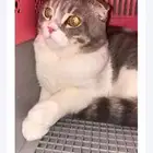 مندوب توصيل حيوانات اليفة داخل الرياض وخارجها