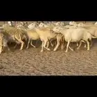 غنم حريات جنب شرط سونار عددها 85 تحتها 12