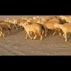رخال طيبه