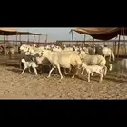 غنم حريات خلفات مراح واحده اخوات بعض
