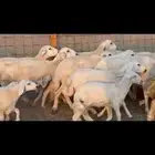 غنم حريات خلفات مراح واحد قطع واحده اخوات بعض