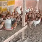 دجاج   بلدي اعمار 5شهور