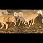 ما شاء الله وتبارك الله أعرض لكم غنم حريات رخال