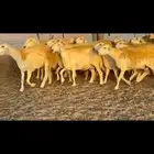 غنم طيبه