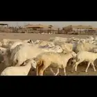 غنم حريات خالفات عددها 49تحتهتا 49