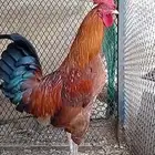 ديك بلدي اصيل تم البيع