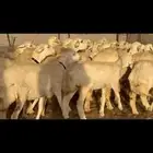 ما شاء الله وتبارك الله أعرض لكم غنم حريات رخال حريات