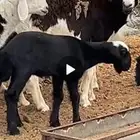نعجه حجليه مع لونها نجديه
