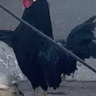 ديك عربي للبيع الموقع الاكحل