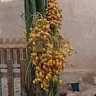 نخيل