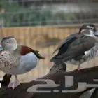 بط رينغ تايل جوز