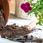 تربة الذهبية الزراعية   سر  التربة المثالية