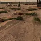 نخل للبيع بسعر مناسب