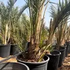 عندما نخل مجذرمثمربانواعه يتم زراعته بي وقت