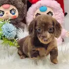 داتش هاوند لونق هير