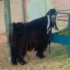 فحل عارضي